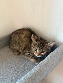 Babbykatze - Grevenbroich