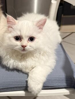 Kleiner British Langhaar Kater - Berlin Marzahn-Hellersdorf