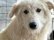 Ladina ist eine sanfte Hündin 🐾 - Elsdorf (Nordrhein-Westfalen)