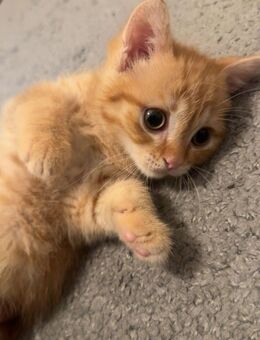 Babykatzen - Bottrop