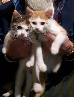 Das süßeste Geschwisterpaar ... Mira und Milou - Buchloe Zentrum