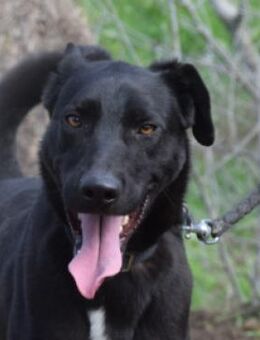 Lacy - neugierig & aufgeschlossen - Lohmar