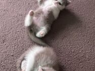 Verkaufe Britisch Kurzhaar Kitten - Dortmund