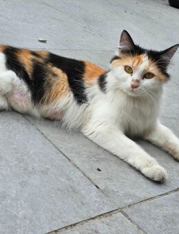 Maine coon Dame - Lünen