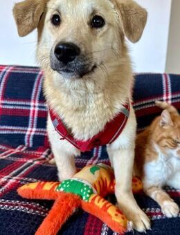 Tapfere Daisy - Stuttgart