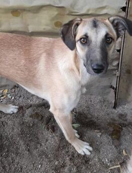 Elas 52 cm - Alpenrod