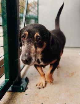 Neugieriger Jazi sucht sein Glück - Hamburg