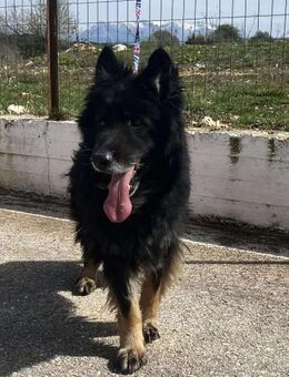 MADDOX - aufgeschlossener, lieber Rüde - Aerzen