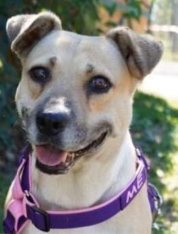 Susi eine Seele auf vier Pfoten sucht - Gerlingen