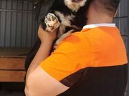 Theo sucht ein liebevolles Zuhause - Blankenheim (Nordrhein-Westfalen)