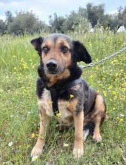 Matakias hat Trauer und Verlust erlebt - Mettmann