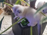 Britische und Schotische baby katze - Ettlingen Zentrum