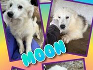 Süße Moon- bald auf Pflegestelle! - Nürnberg