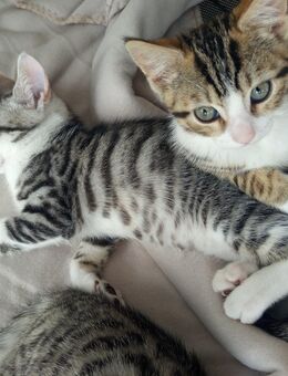 Bengal Katzen /BKH Babys Abgabe bereit - Altweidelbach