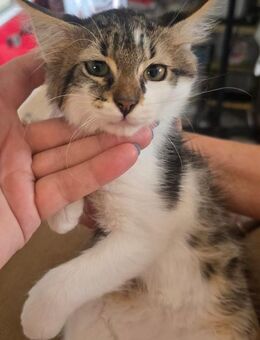 Rum-Tum Tugger - everybodys darling - Kirchheim (München)