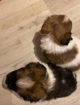 Hunde zu Verkauf - Mylau Zentrum