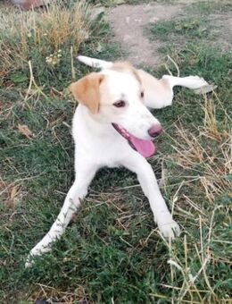 Tilly, lieb und freundlich - Bonndorf (Schwarzwald)