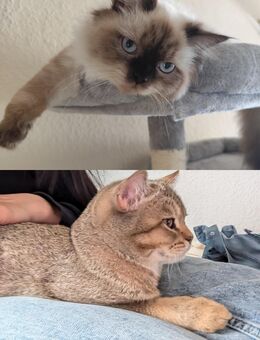 1BKH Kater und 1 BLH Katze suchen Zuhause - Gevelsberg