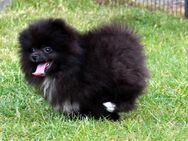 Yuno unser Pomeranian Zwergspitz Welpe mit Papieren kann ins neue Heim ziehen - Eichenzell