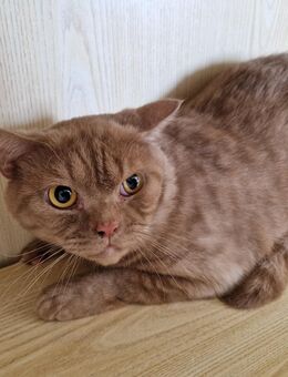 Britisch Kurzhaar Kater (kastriert) mit Stammbaum - Nümbrecht