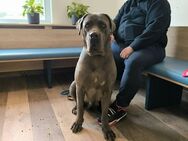 Cane Corso sucht neue Zuhause - Trossingen