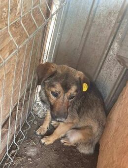 Süßer ROCKY sucht sein Zuhause - Neuberg