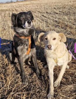 MADELEINE & BONBON - Kempen