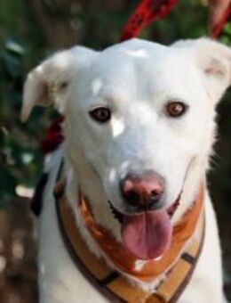 Pepper sucht sein für immer Zuhause ! - Krefeld