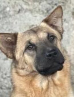 Dawa ist eine Zuckerschnute 🐾 - Elsdorf (Nordrhein-Westfalen)