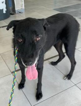 LIMMA- älteres Labbi Mädchen in NOT ! - Kempen