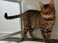 Bengal Kater abzugeben - Herne