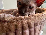 Can. 2 Sphynx Kitten - Bochum