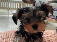 Yorkshire Terrier Welpen (mini) - Köln