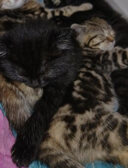 Kitten Bkh 1 - Kätzchen , schwarz melliert - Moers