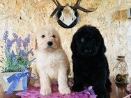 Labradoodle Prinz und Prinzessin - Leipzig