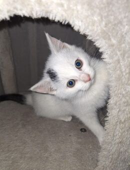 Kitten / Junge Katzen - Konnersreuth