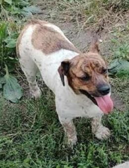 Florance von kettenlos - Bollingstedt