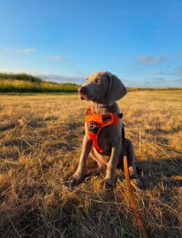 Weimaraner Welpe - Lübbenau (Spreewald)