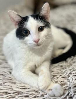 🆘 Margot mit dem Kämpferherz 🆘 - Eislingen (Fils)