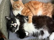 Maine Coon Kater nur zusamen - Hamburg