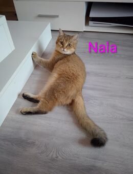 BkH Schmuse Bärchen (kastriert) in liebevolle Hände abzugeben - Berlin Friedrichshain-Kreuzberg