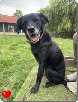 Fitte Seniorin auf 3 Beinen - Bückeburg