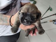Shitzu Mops Mix Welpen zu verkaufen - Kamen