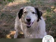Chip 2233069: Sucht ein Zuhause - Kirchzell