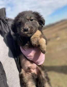 SILAS sucht liebevolles Zuhause - Neuberg