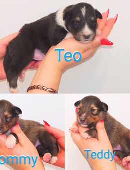 Sheltie Welpen mit Stammbaum suchen ein neues Zuhause - Emstek