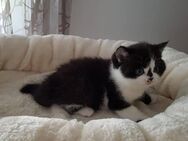 Britisch Kurzhaarkatze Jella vom Kister Silbermond - Giebelstadt