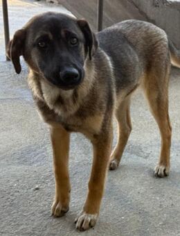 Lieber,feiner Pico 💗 sucht Schutz&Liebe - Hamburg
