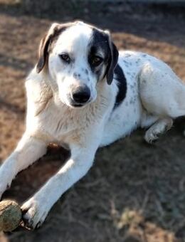 Jonas - ein liebevoller Kuscheltyp - Krefeld