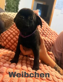 ✨ Retro Mops Welpe suchen ihr Zuhause fürs Leben ✨ - Recklinghausen